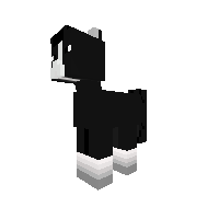 my black and wight horse