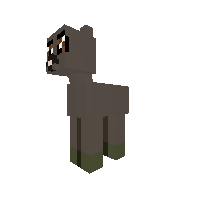 Gabrel (Amy Lee's Donkey)