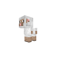 Baby Sheep