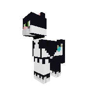 my cat