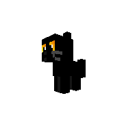 black cat
