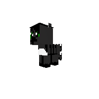 My first animal a Kitten